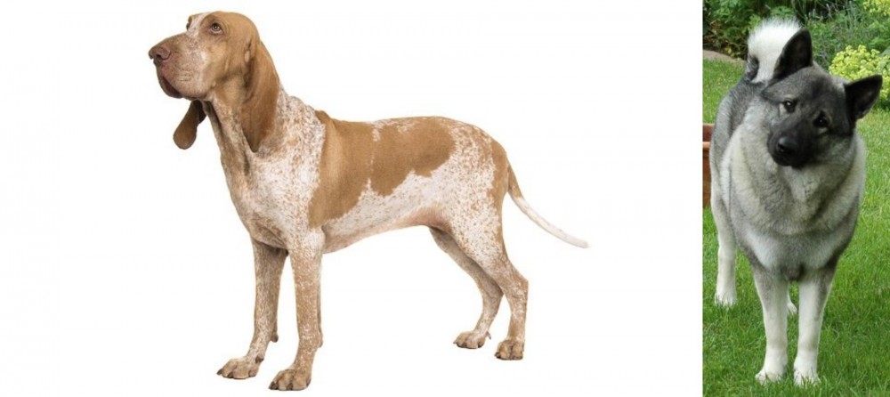 Norwegian Elkhound vs Bracco Italiano - Breed Comparison
