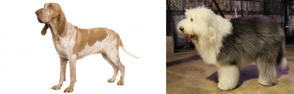 Old English Sheepdog vs Bracco Italiano - Breed Comparison