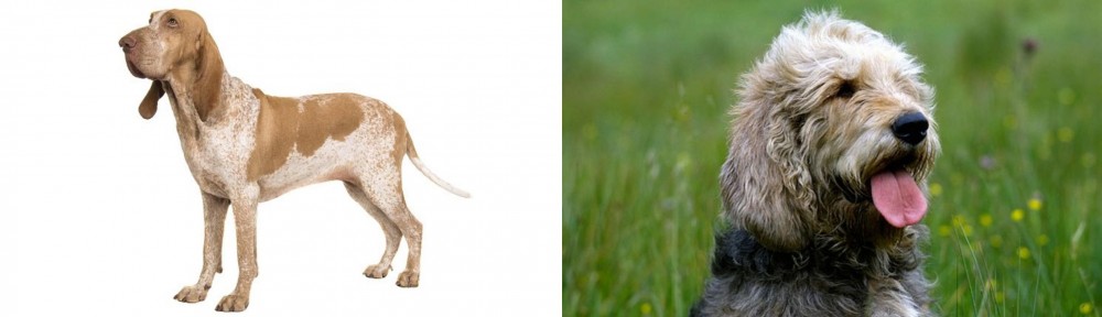 Otterhound vs Bracco Italiano - Breed Comparison