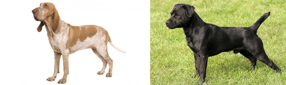 Patterdale Terrier vs Bracco Italiano - Breed Comparison