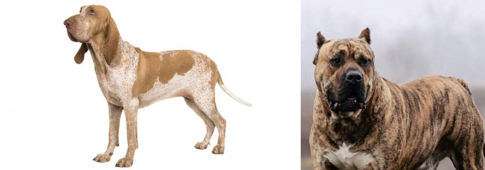 Perro de Presa Canario vs Bracco Italiano - Breed Comparison