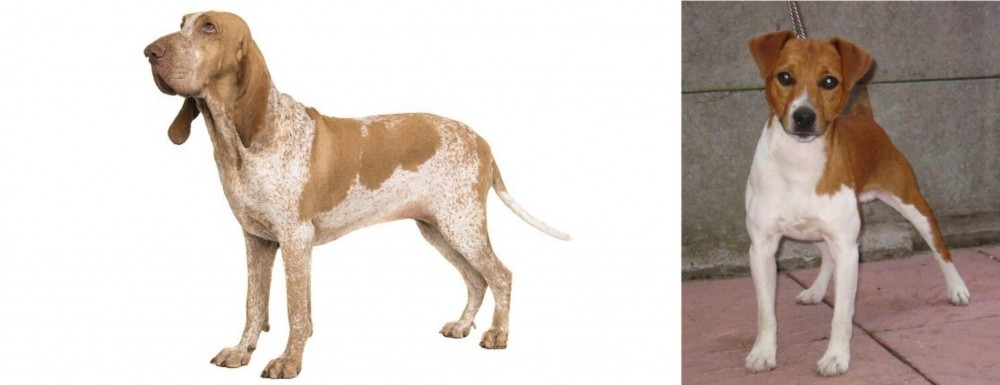 Plummer Terrier vs Bracco Italiano - Breed Comparison