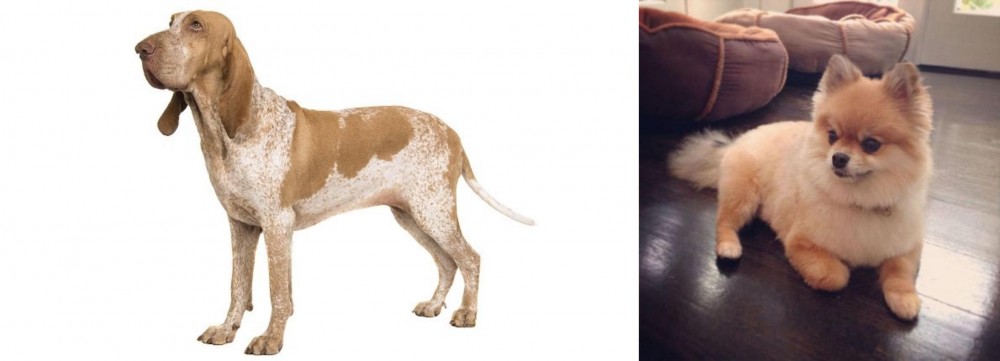 Pomeranian vs Bracco Italiano - Breed Comparison
