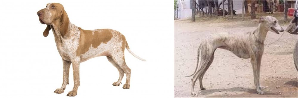 Rampur Greyhound vs Bracco Italiano - Breed Comparison