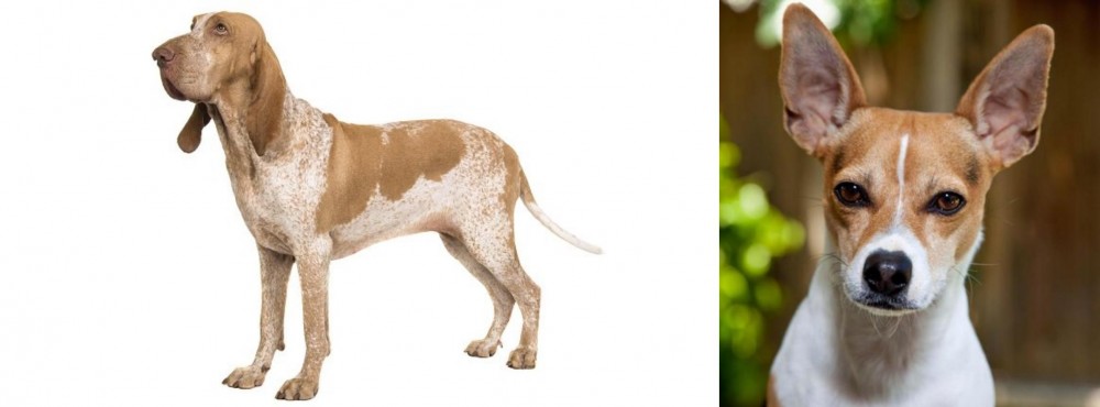 Rat Terrier vs Bracco Italiano - Breed Comparison