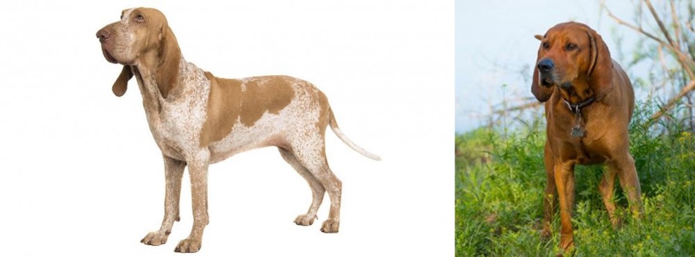 Redbone Coonhound vs Bracco Italiano - Breed Comparison