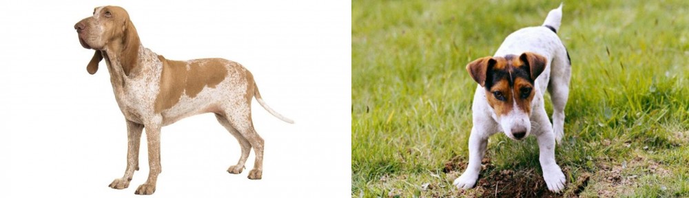 Russell Terrier vs Bracco Italiano - Breed Comparison