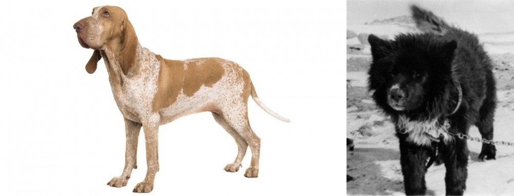 Sakhalin Husky vs Bracco Italiano - Breed Comparison