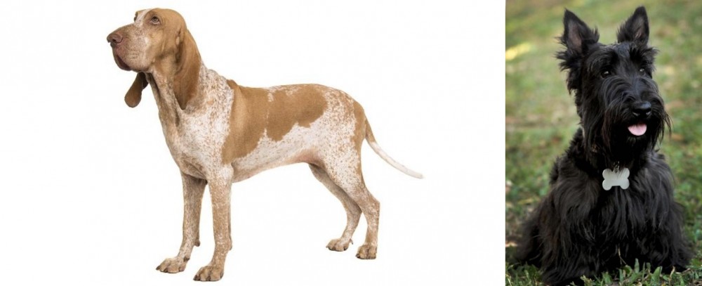 Scoland Terrier vs Bracco Italiano - Breed Comparison