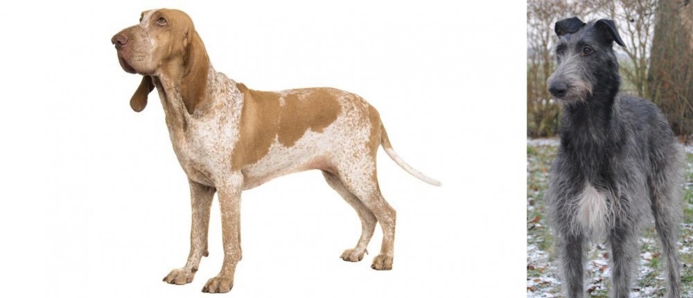 Scottish Deerhound vs Bracco Italiano - Breed Comparison