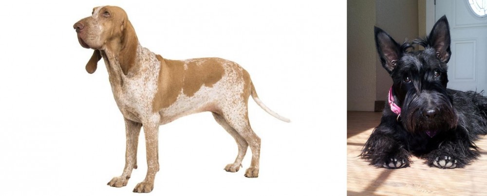 Scottish Terrier vs Bracco Italiano - Breed Comparison