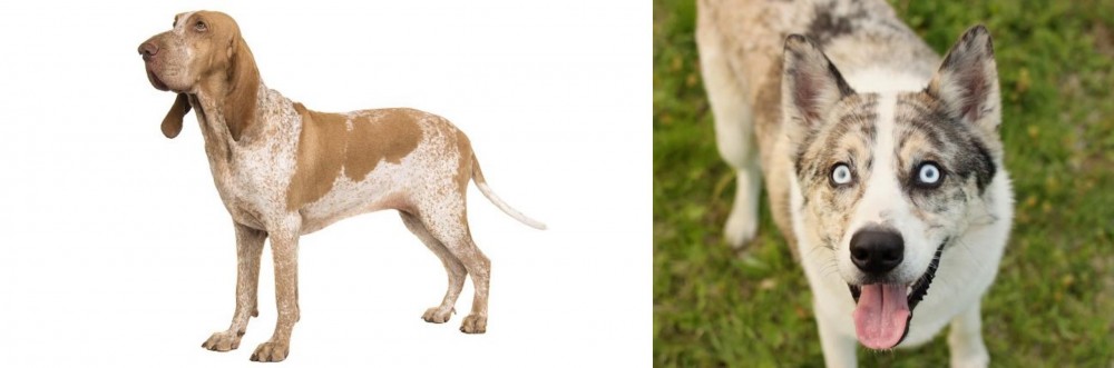 Shepherd Husky vs Bracco Italiano - Breed Comparison