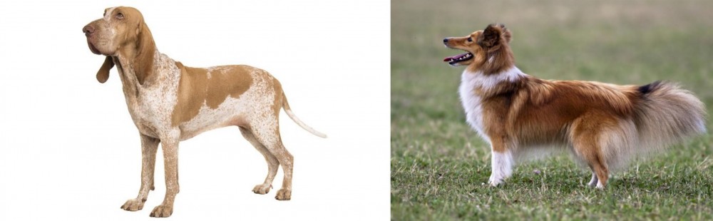 Shetland Sheepdog vs Bracco Italiano - Breed Comparison