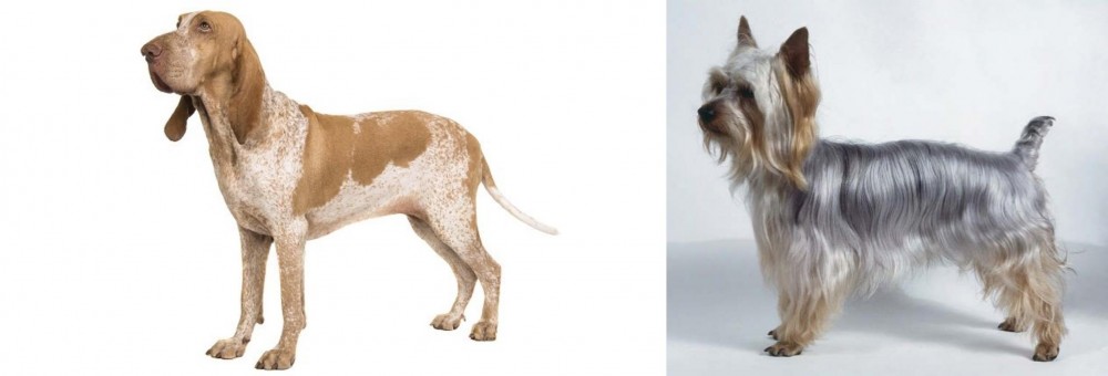 Silky Terrier vs Bracco Italiano - Breed Comparison