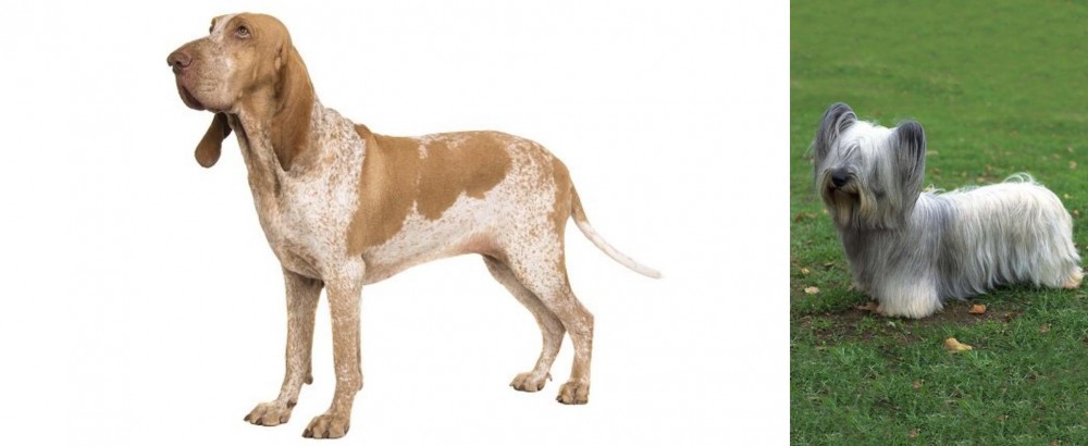 Skye Terrier vs Bracco Italiano - Breed Comparison