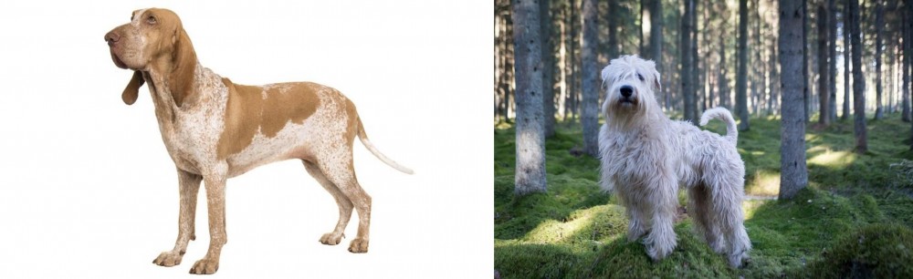 Soft-Coated Wheaten Terrier vs Bracco Italiano - Breed Comparison