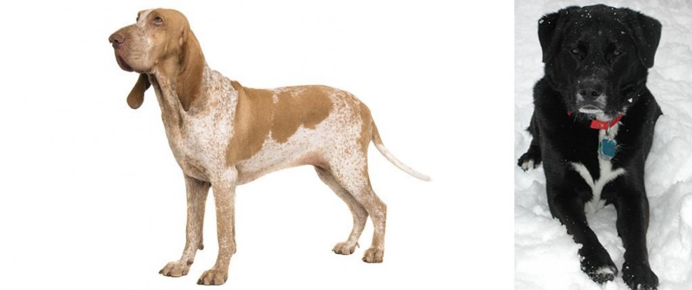 St. John's Water Dog vs Bracco Italiano - Breed Comparison