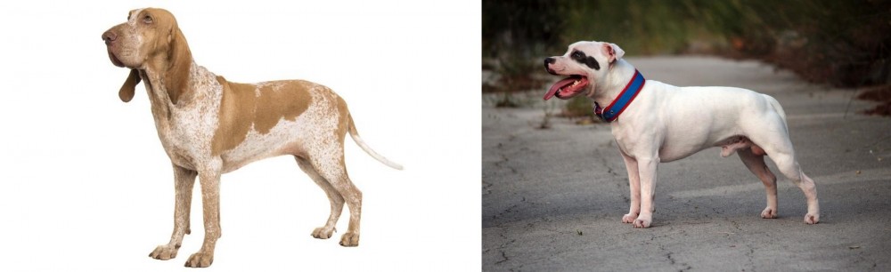 Staffordshire Bull Terrier vs Bracco Italiano - Breed Comparison