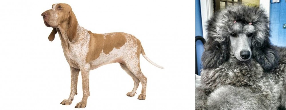 Standard Poodle vs Bracco Italiano - Breed Comparison