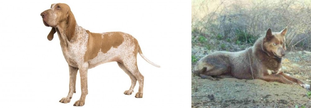 Tahltan Bear Dog vs Bracco Italiano - Breed Comparison