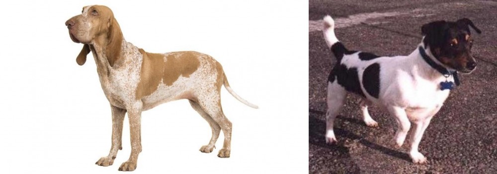Teddy Roosevelt Terrier vs Bracco Italiano - Breed Comparison