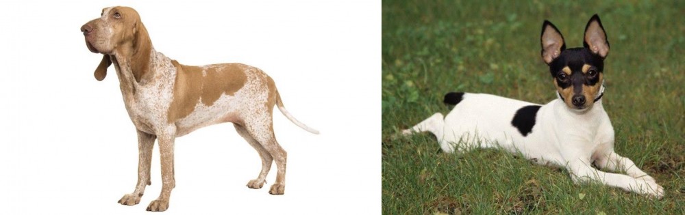 Toy Fox Terrier vs Bracco Italiano - Breed Comparison