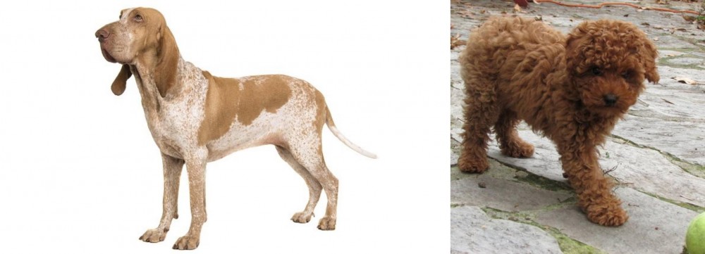 Toy Poodle vs Bracco Italiano - Breed Comparison