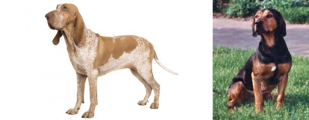 Tyrolean Hound vs Bracco Italiano - Breed Comparison