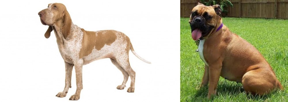 Valley Bulldog vs Bracco Italiano - Breed Comparison