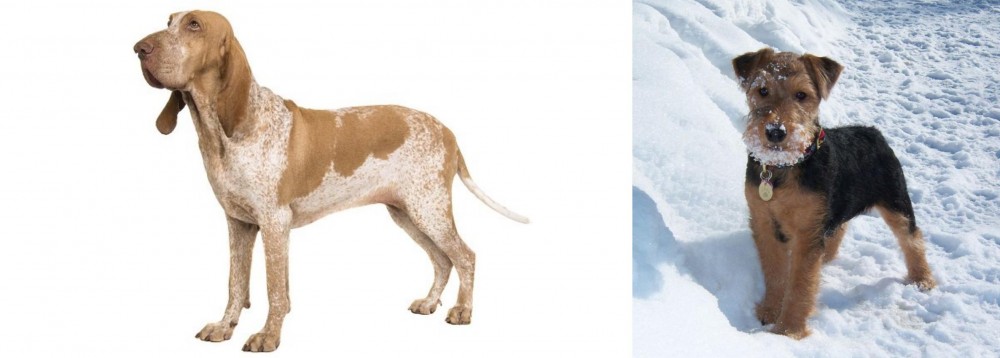 Welsh Terrier vs Bracco Italiano - Breed Comparison