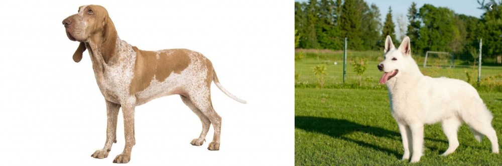 White Shepherd vs Bracco Italiano - Breed Comparison