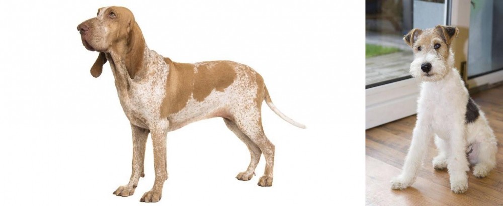 Wire Fox Terrier vs Bracco Italiano - Breed Comparison