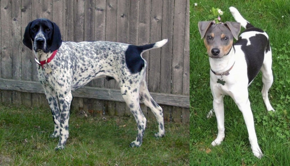 Brazilian Terrier vs Braque d'Auvergne - Breed Comparison
