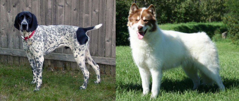 Canadian Eskimo Dog vs Braque d'Auvergne - Breed Comparison