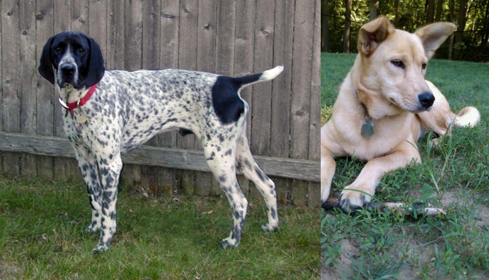 Carolina Dog vs Braque d'Auvergne - Breed Comparison