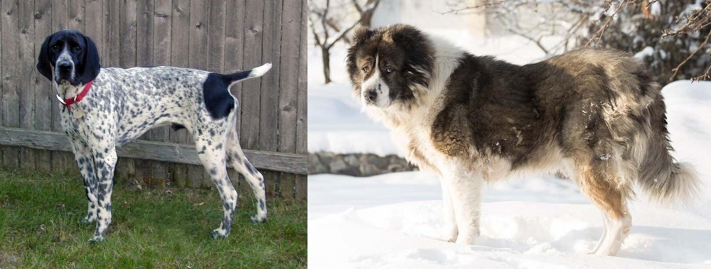 Caucasian Shepherd vs Braque d'Auvergne - Breed Comparison