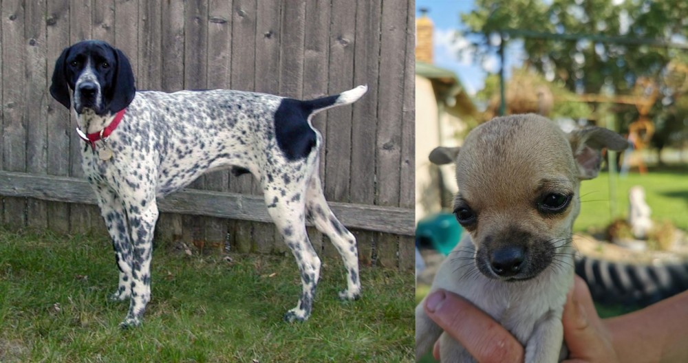 Chihuahua vs Braque d'Auvergne - Breed Comparison