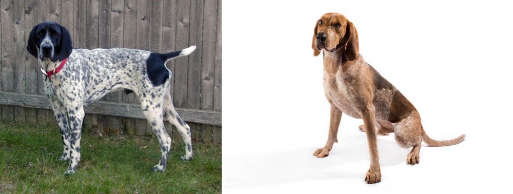 Coonhound vs Braque d'Auvergne - Breed Comparison