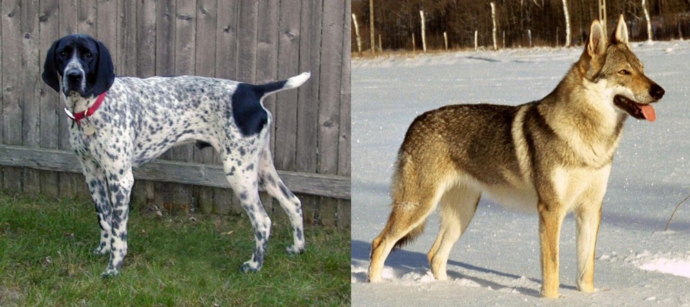 Czechoslovakian Wolfdog vs Braque d'Auvergne - Breed Comparison