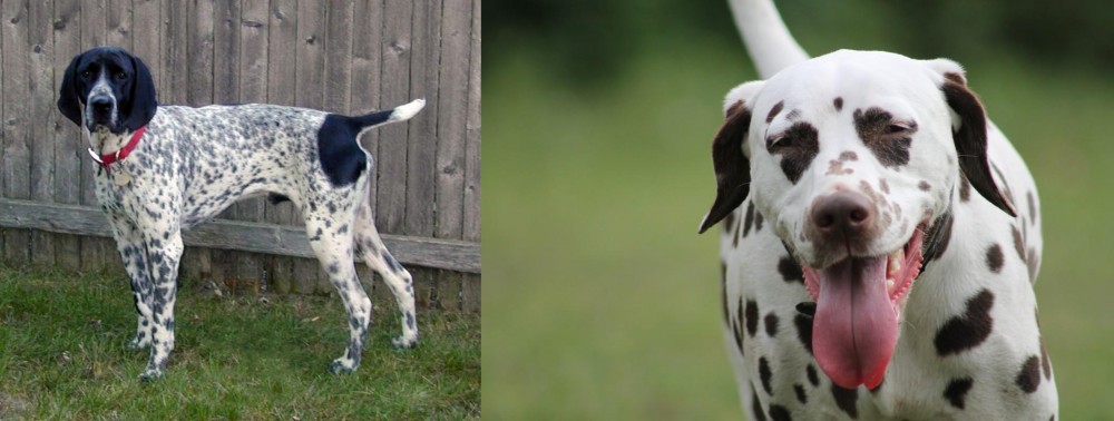 Dalmatian vs Braque d'Auvergne - Breed Comparison