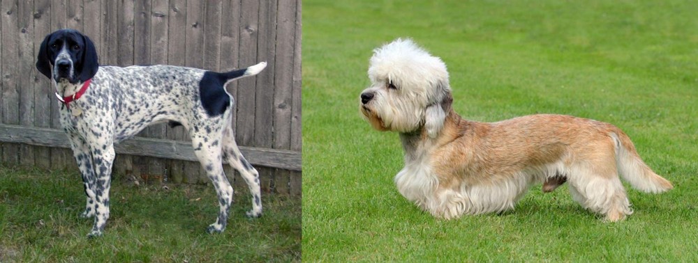 Dandie Dinmont Terrier vs Braque d'Auvergne - Breed Comparison