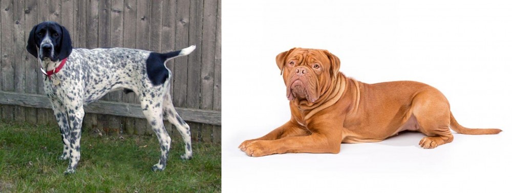 Dogue De Bordeaux vs Braque d'Auvergne - Breed Comparison