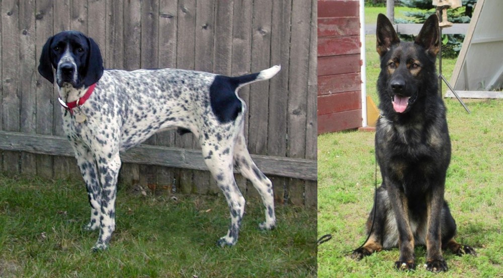 East German Shepherd vs Braque d'Auvergne - Breed Comparison