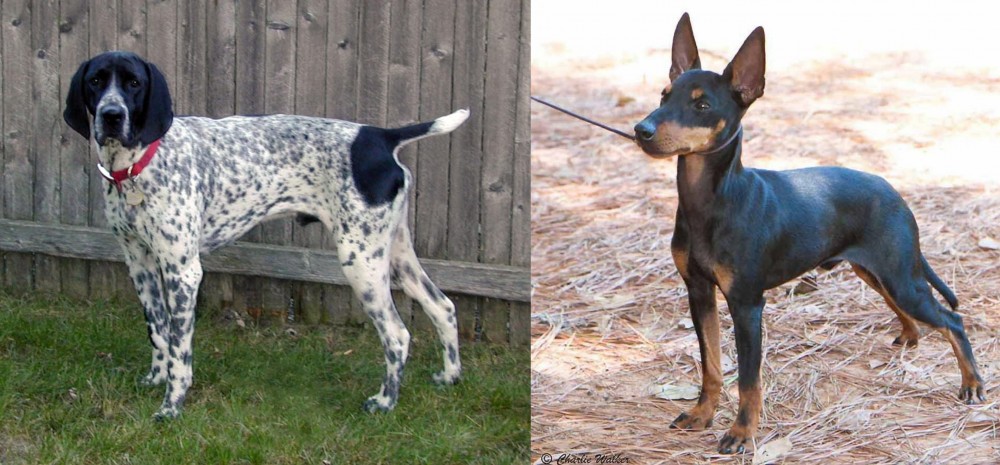English Toy Terrier (Black & Tan) vs Braque d'Auvergne - Breed Comparison