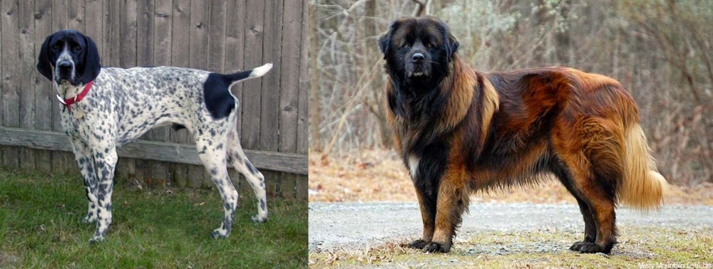 Estrela Mountain Dog vs Braque d'Auvergne - Breed Comparison