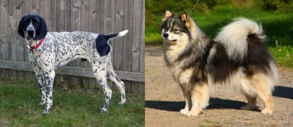 Finnish Lapphund vs Braque d'Auvergne - Breed Comparison