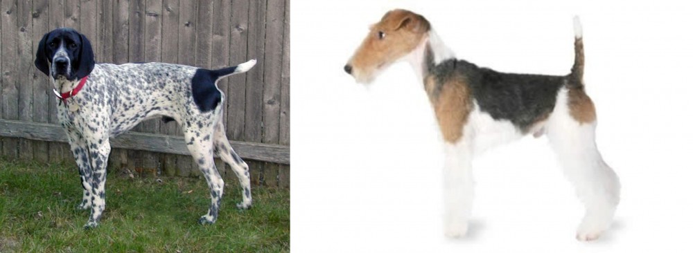 Fox Terrier vs Braque d'Auvergne - Breed Comparison