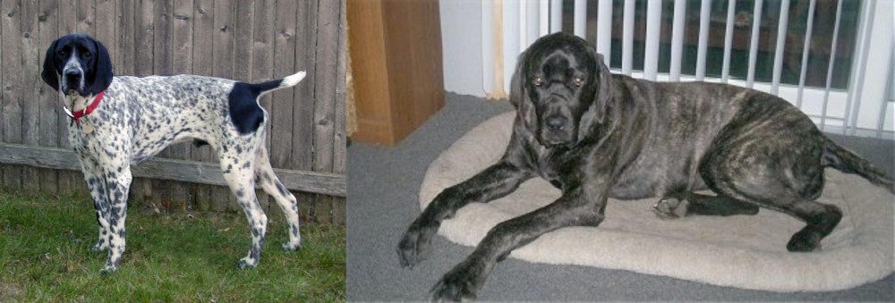 Giant Maso Mastiff vs Braque d'Auvergne - Breed Comparison