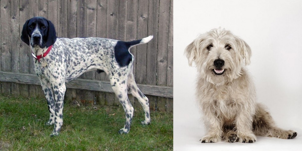 Glen of Imaal Terrier vs Braque d'Auvergne - Breed Comparison