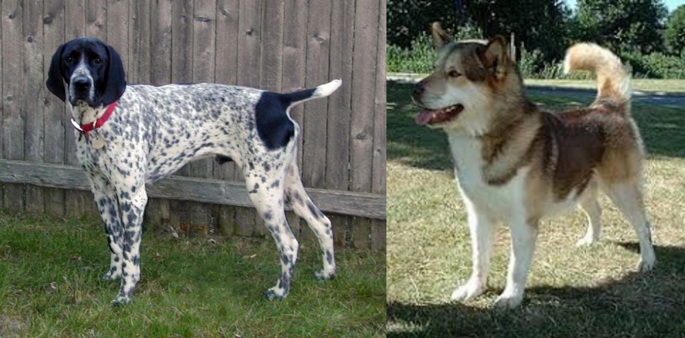 Greenland Dog vs Braque d'Auvergne - Breed Comparison
